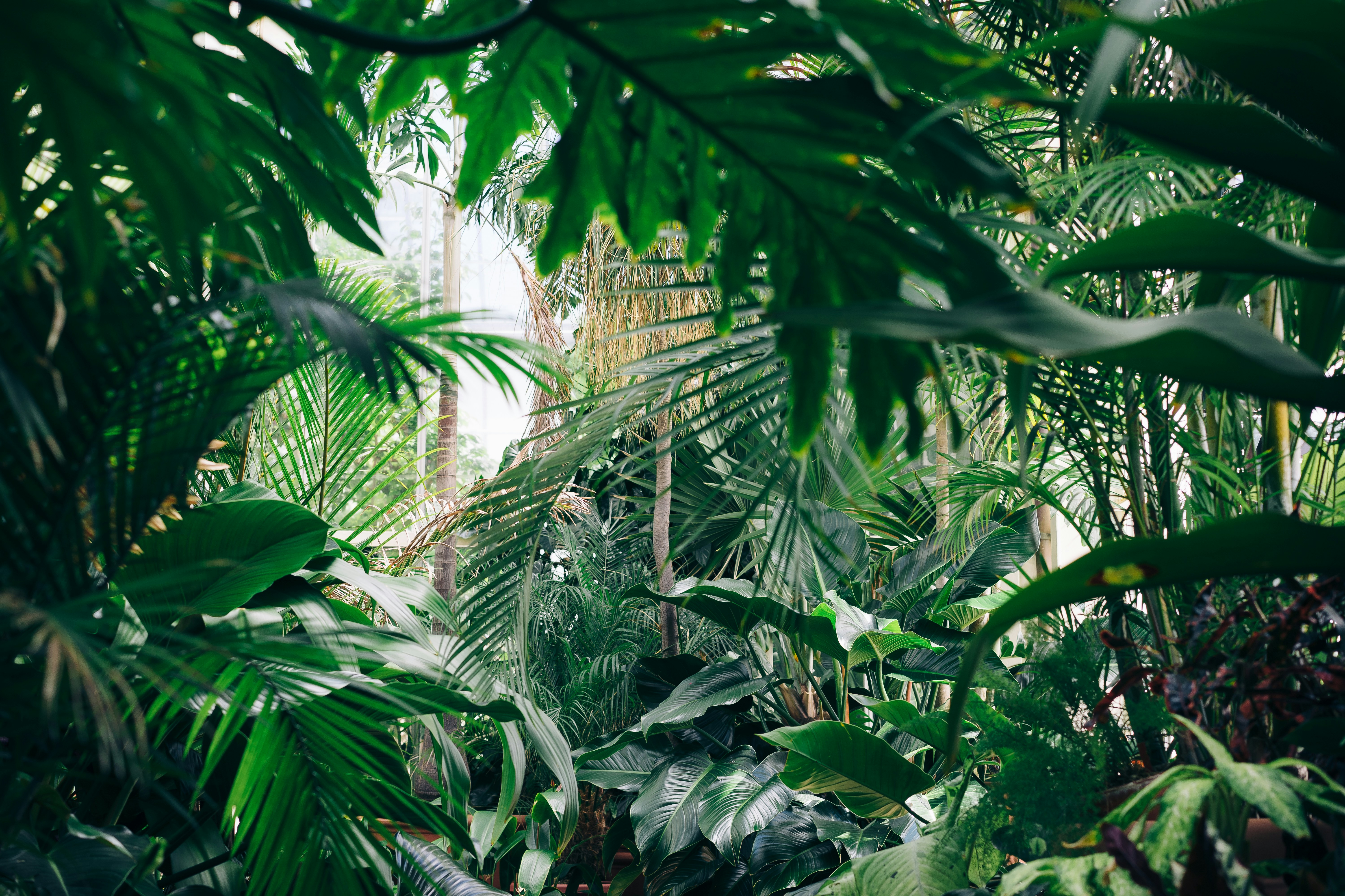 Tropical Plants